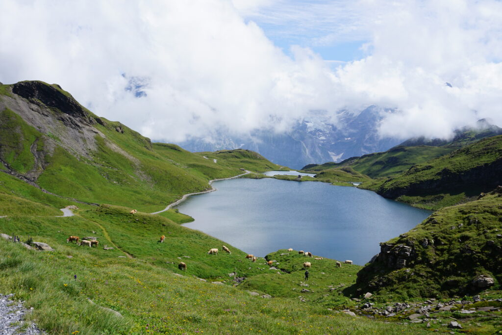 Schynige Platte - First