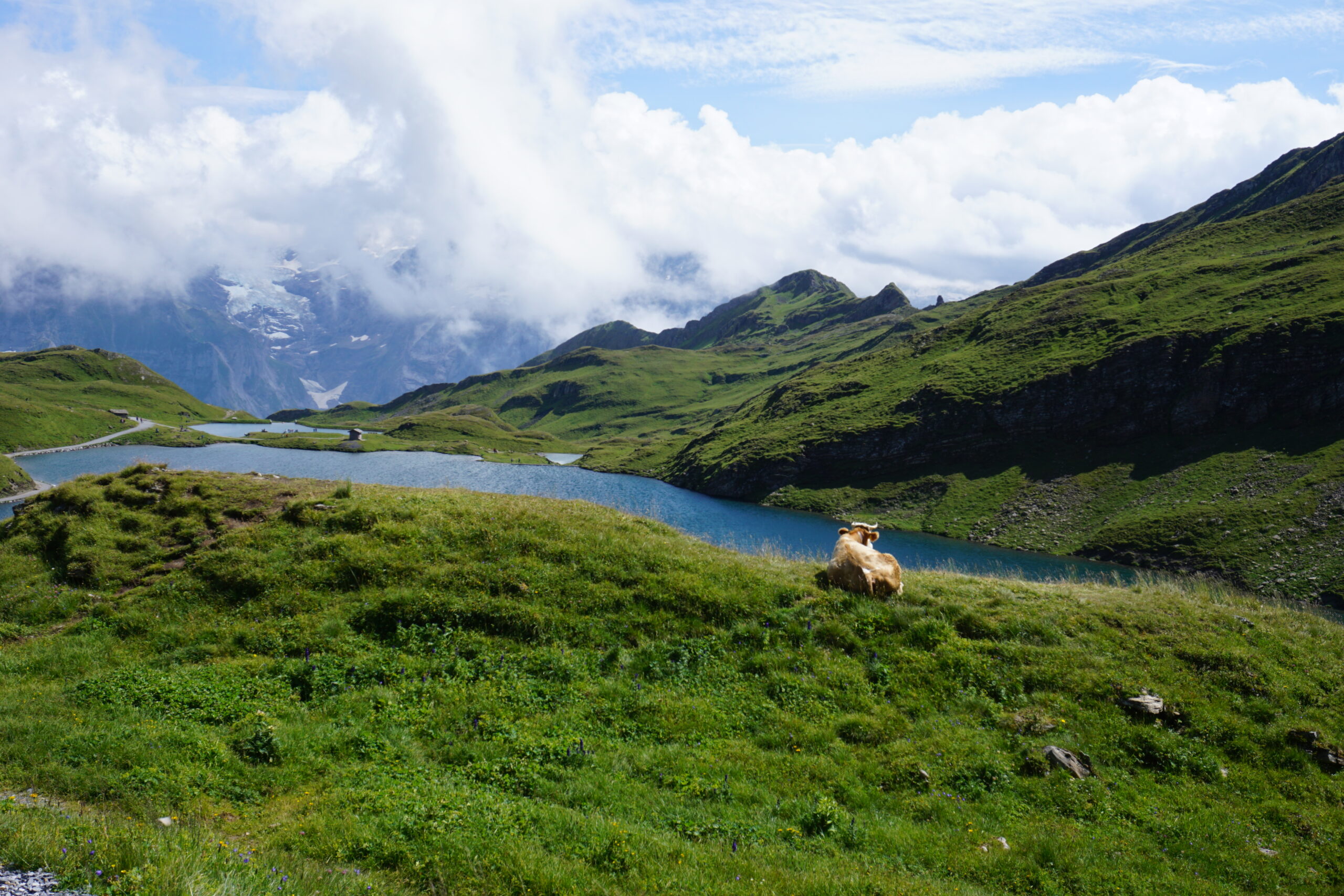 Schynige Platte - First