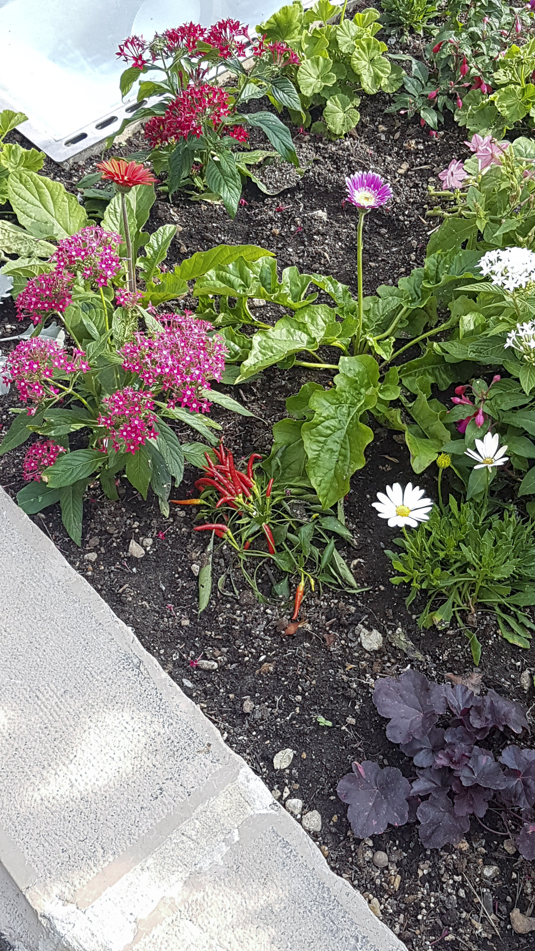 Blumen im Park von Monaco