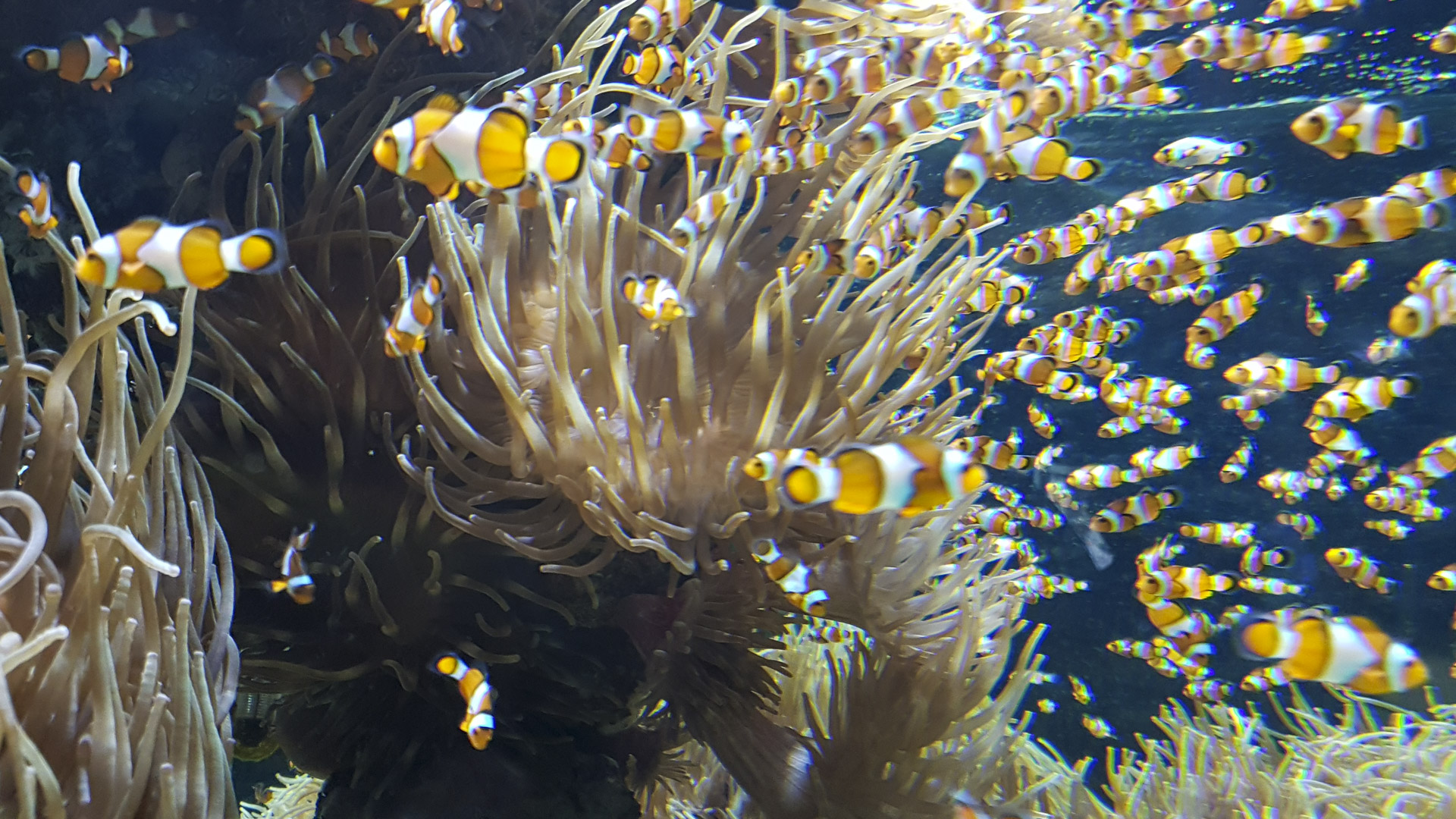 Fische im Meereskunde Museum Monaco